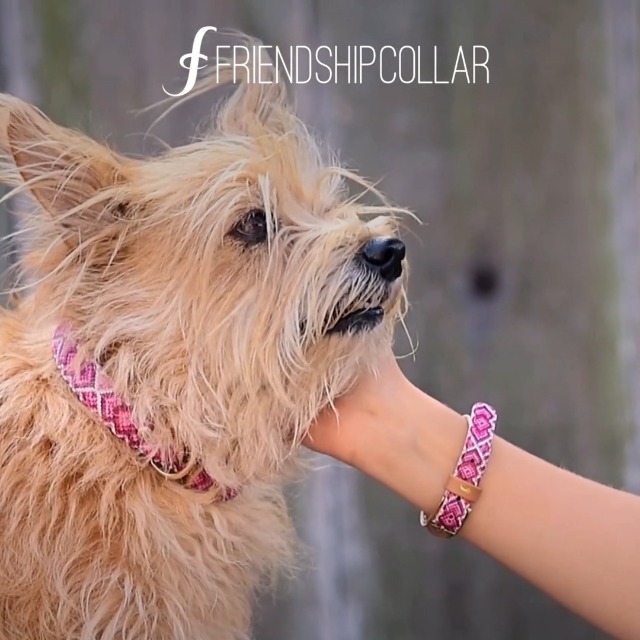 friendship collar amazon