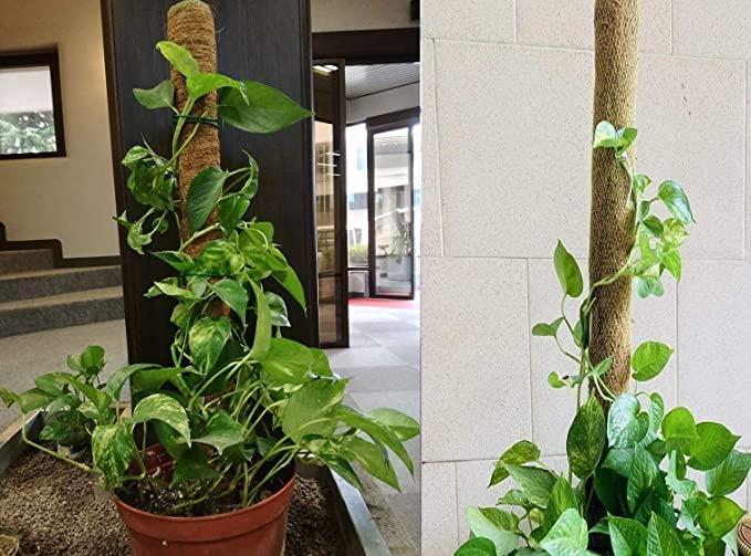 Moss Stick| 1FT -02pc Moss Stick (30 CM)| Best for Climbing Plant