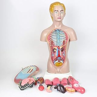 Educational Model Human Torso Model 45Cm Torso Anatomical Model Decomposable 14 Parts HalfBody Torso Model with Internal Organs for Study Display Teaching,Medical Models