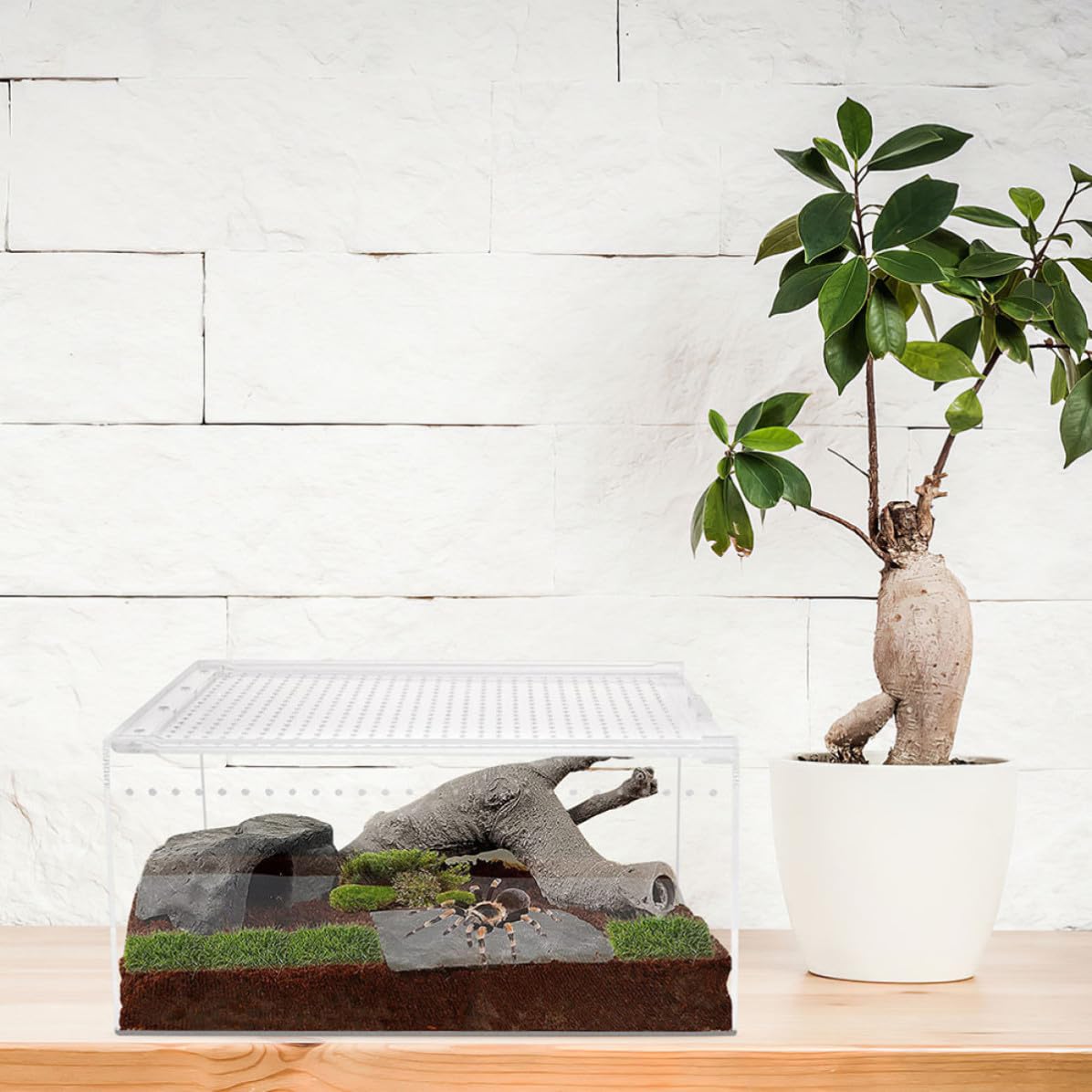 Recinto Acrílico para Alimentación y Cría de Reptiles, Ventilación