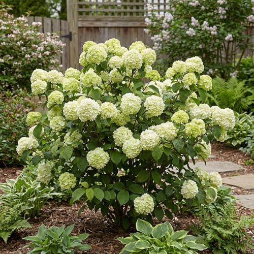 Bloomique - Viburnum Plicatum Opening Day - Palla di neve giapponese - Piante da giardino - Resistenti all'inverno - Altezza 60-80 cm - Vaso 23 cm