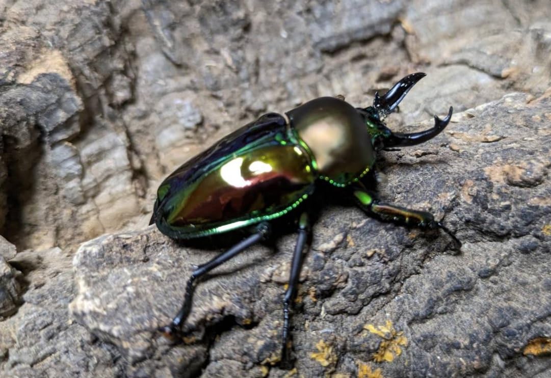 ブル−！※貴重種※極太短歯ニジイロクワガタ♂野外標本 ブル−！※貴重種※極太短歯ニジイロクワガタ♂野外標本 ブル−