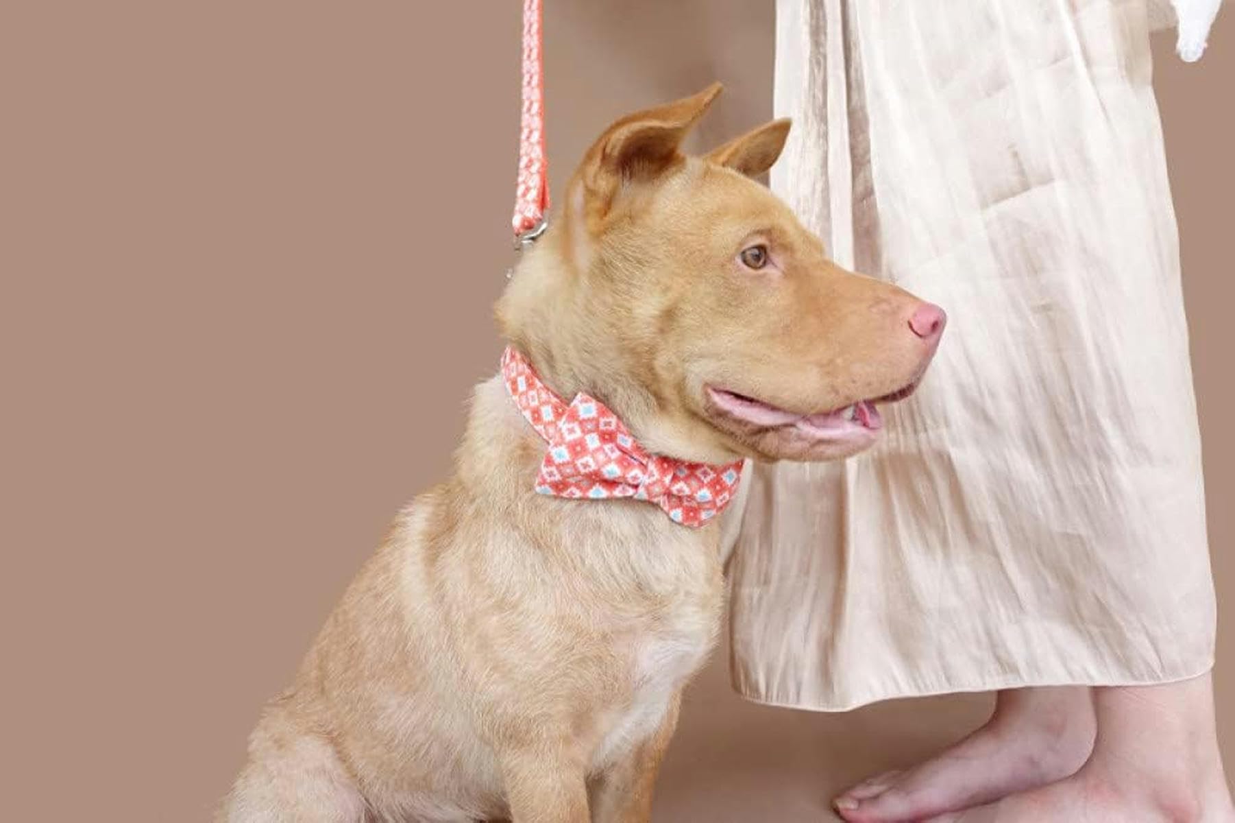 Collares y Correas para Perros Brillantes y de Dulce Collar, 5 tamaños: Correa con Cuello de Pajarita, M