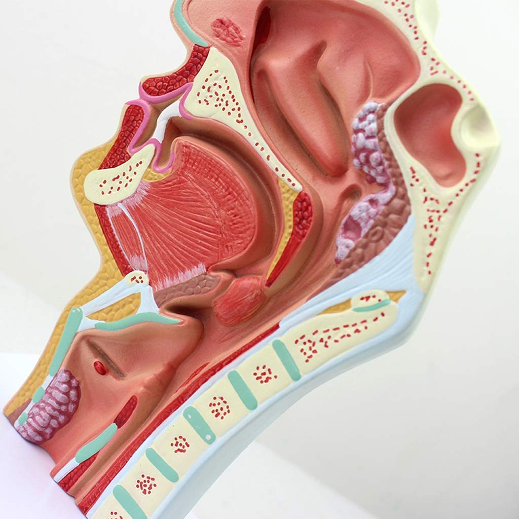 Model dydaktyczny, model jamy nosowej, model anatomii człowieka, model ludzkiej jamy nosowej w skali 1:1 Rozmiar anatomiczny Patologia nosogardzieli Model ENT Narzędzia dydaktyczne Anatomia Biologia