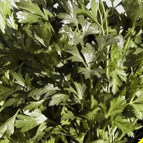 50 semi Plain/Singolo Prezzemolo