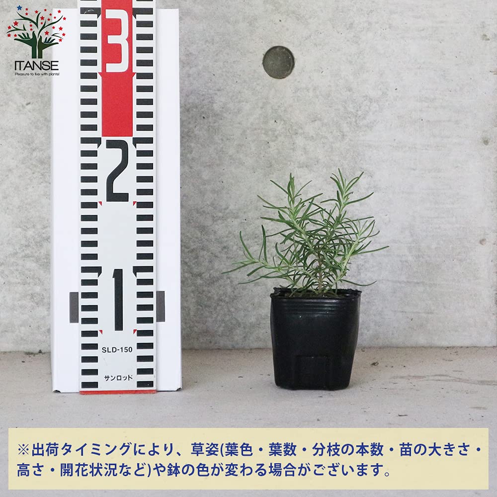 Amazon.co.jp: ITANSE ローズマリー シッシングハースト 9cm