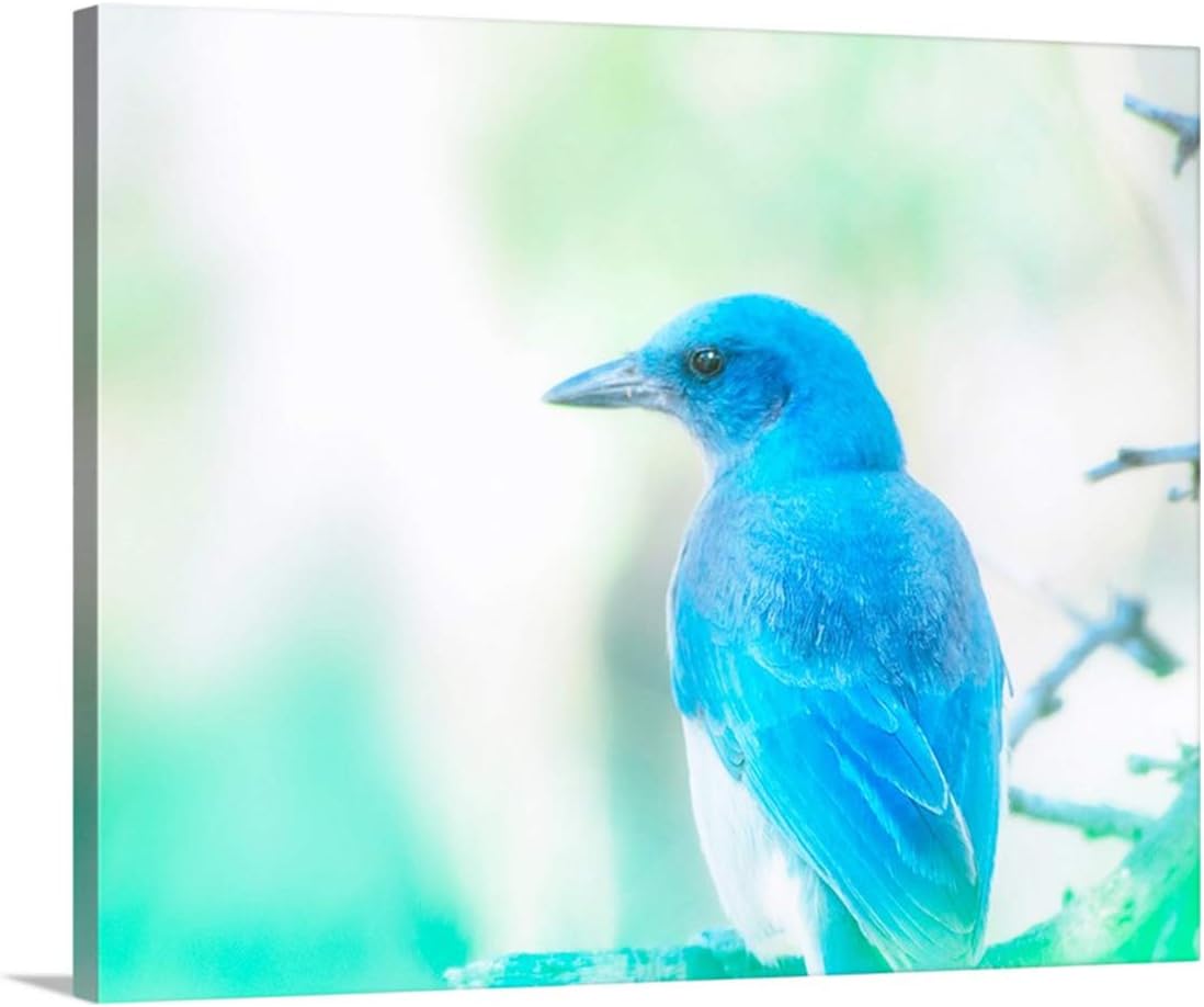 Blue Jay Bird Photograph as Painterly Nature Art