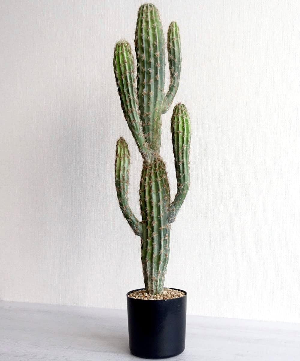 超特大引き取り限定 サボテン フェロカクタス 江守玉 高さ約78cm