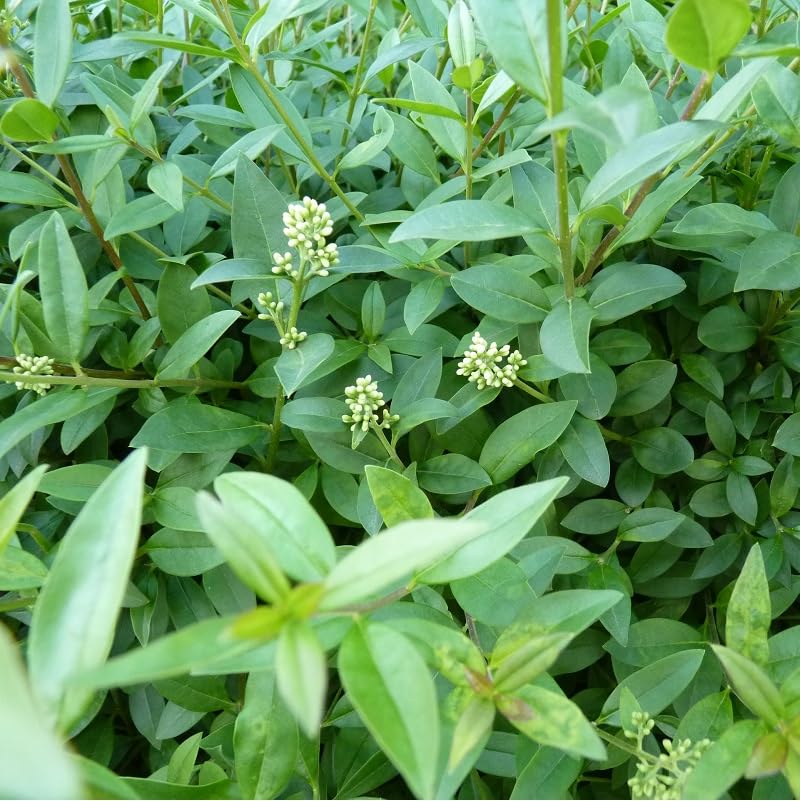 3 x Ligustrum Vulgare 'Atrovirens'- Gewhnlicher Liguster, Europischer  Liguster 'Atrovirens' 60-80 cm im Container -Klassische Eleganz fr Ihre  Hecken : Amazon.de: Garten