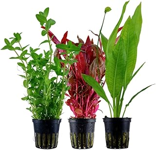 AquaOne Aquarium Pflanzen I 3X Wasserpflanzen I Hintergrund Aquarienpflanzen I Alternanthera Echinodorus Bacopa I Set mit 3 volldurchwurzelten Hintergrundpflanzen