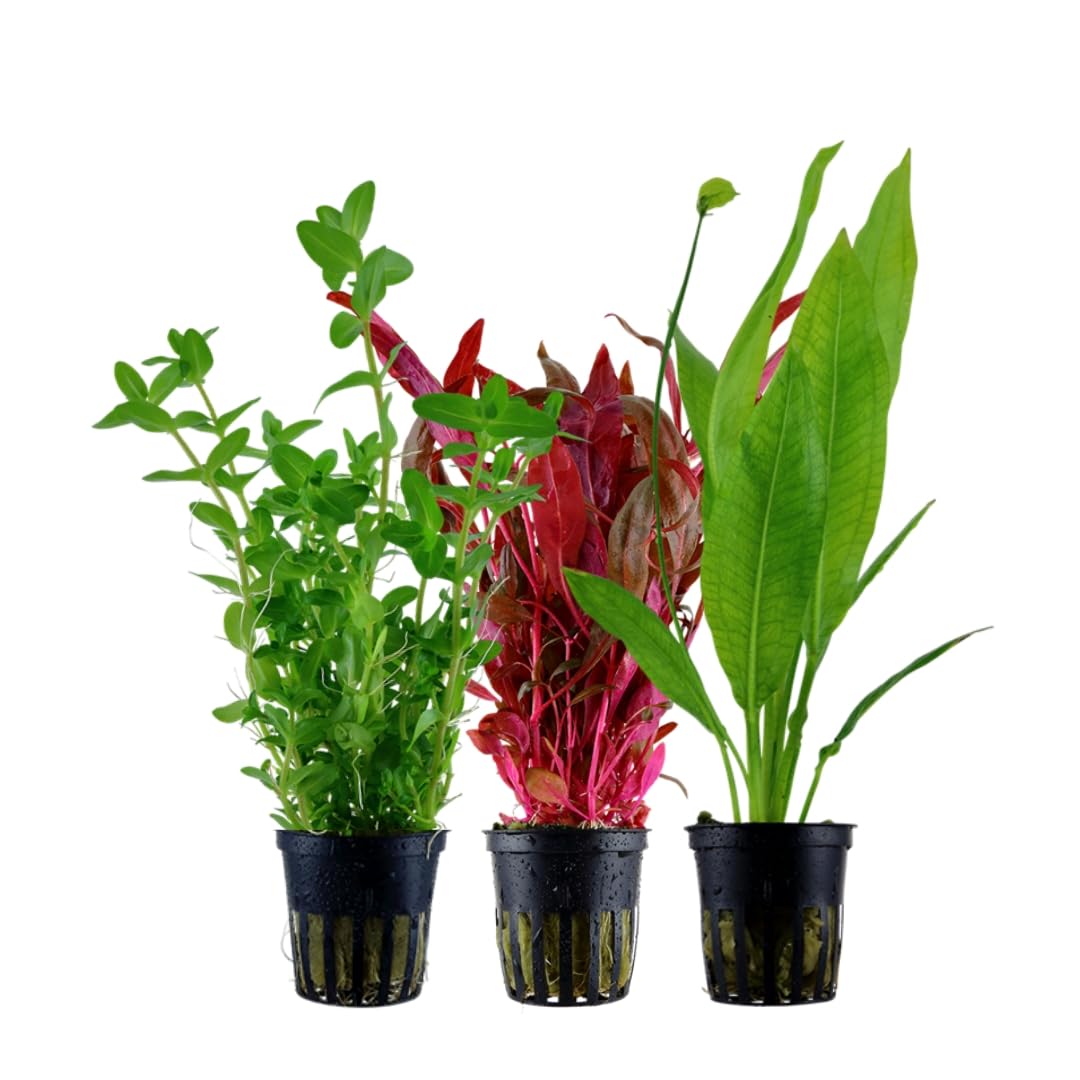 AquaOne Aquarium Pflanzen I 3X Wasserpflanzen I Hintergrund Aquarienpflanzen I Alternanthera Echinodorus Bacopa I Set mit 3 volldurchwurzelten Hintergrundpflanzen