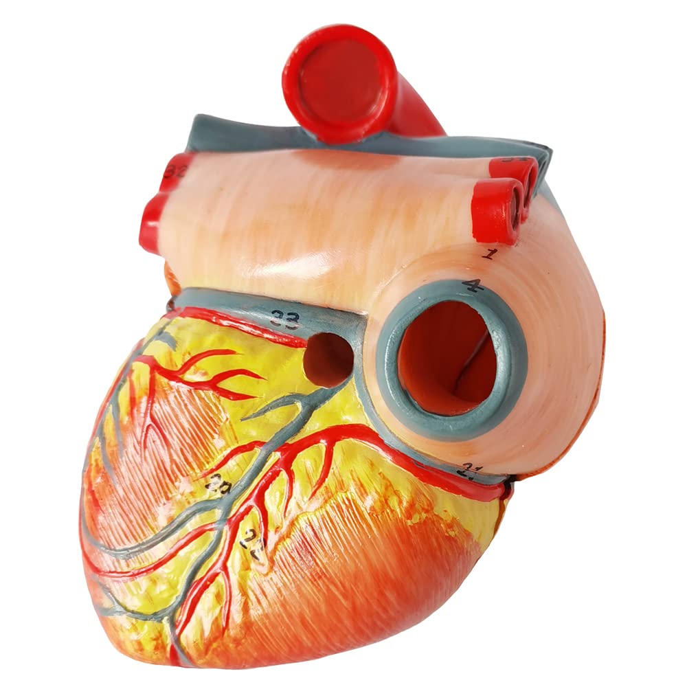 Modello di cuore umano per anatomia - Modello di cuore medico a grandezza naturale in 2 parti