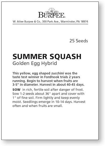 Miniatura 2 de Burpee - Semillas de calabaza de verano, variedad “Huevo Dorado”, 25 semillas