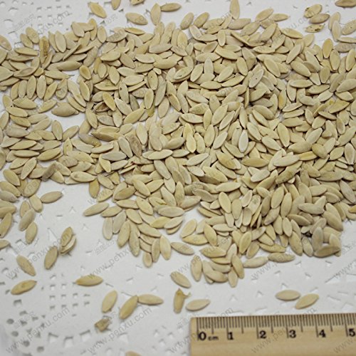 Ein Profi-Pack (50 Stücke / Los) Früchte Gurkensamen Balkon Grüne Gemüsesamen Rote Gurke-Samen vergossen - Image 6