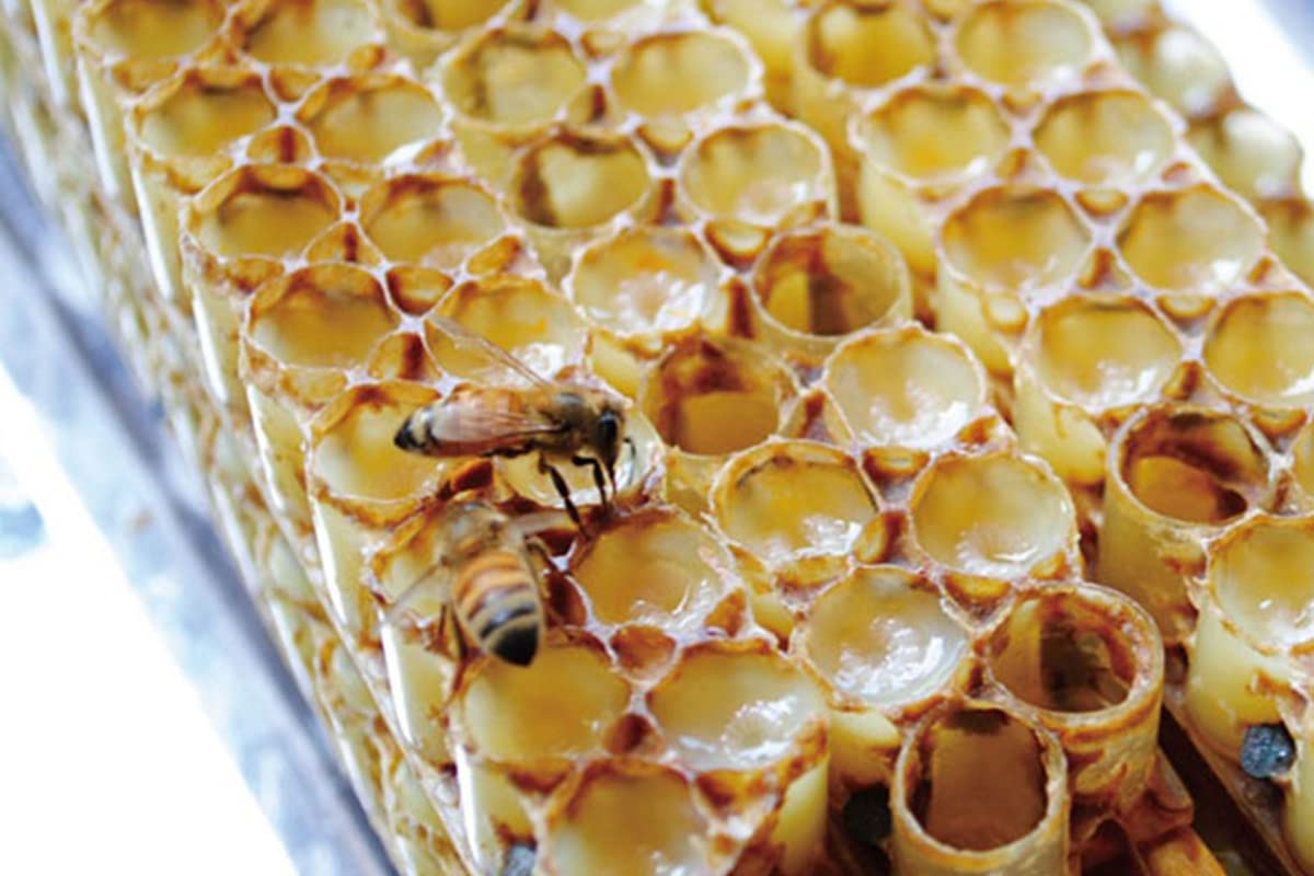 100% Roher Royal Jelly 2,2% 10-HDA 100g