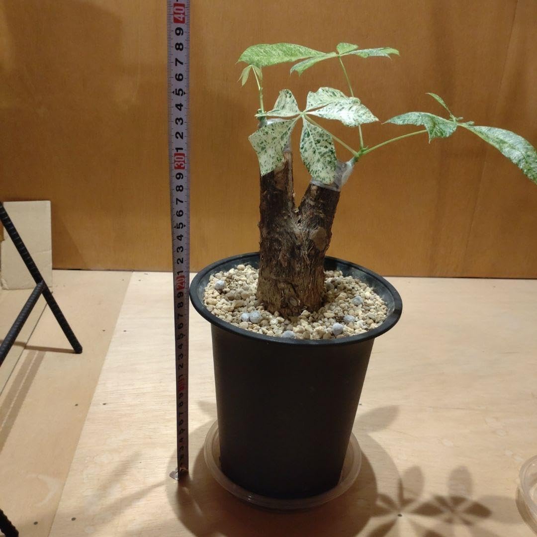 ③パキラ 二股 ミルキーウェイ＆レモンライム接ぎ木 ③パキラ 二股 ミルキーウェイ＆レモンライム接ぎ木