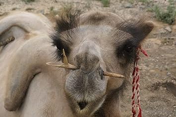 Amazon Co Jp A0 特大 ポスター ラクダの顔の鼻 壁紙ウォールステッカーポスター A0 11x841mm ホーム キッチン