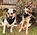 Unique style paws Hundeschal 1 STK. Waschbare Halsdreiecke aus Baumwolle Hundehalstücher für Kleine Mittel Große Hunde und Katzen