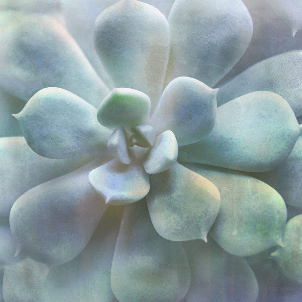 Póster Soft Succulent II impreso de Irene Weisz (24 x 24)