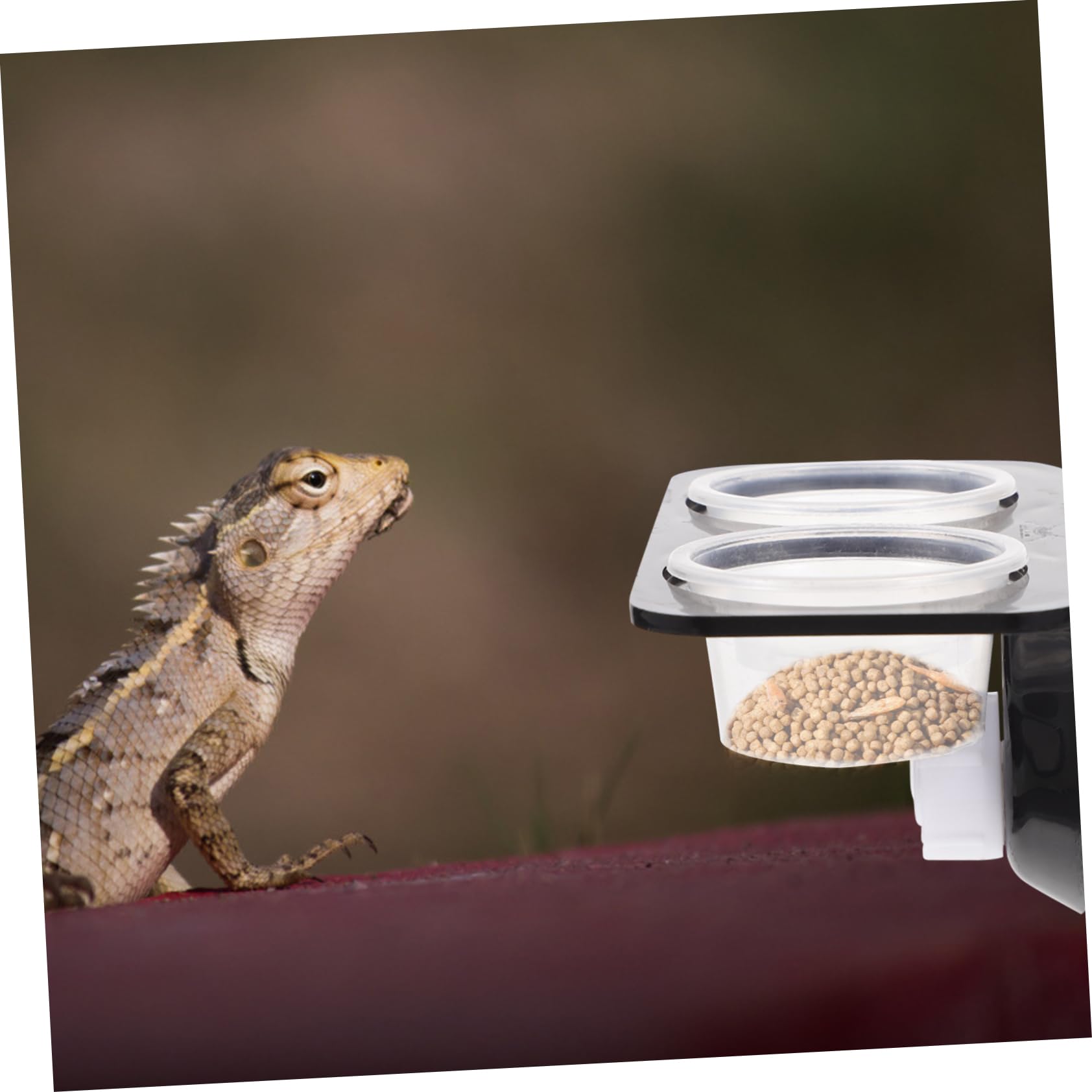 BESPORTBLE 3juegos Comedero De Reptiles Ventosa Tazón De Agua y Comida para y Pequeñas Diseño y Seguro Doble Plato y Cuencos Adicionales