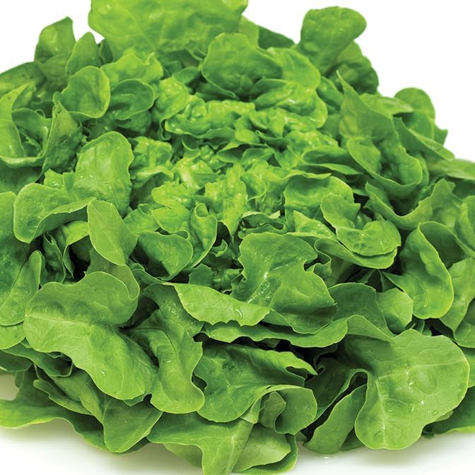 Lettuce Plants - 'Green Oakleaf' - 6 X Medium Plug Vegetable Plants.