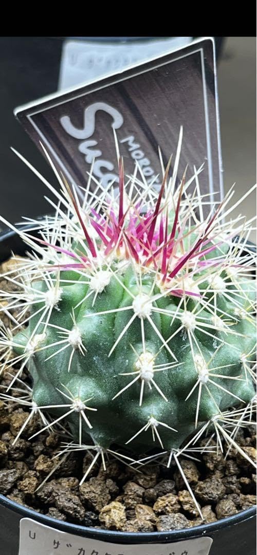Amazon.co.jp: フェロカクタス属ポトシー珍しい キレイなピンク色棘の Amazon.co.jp: フェロカクタス属ポトシー珍しい キレイなピンク色棘の