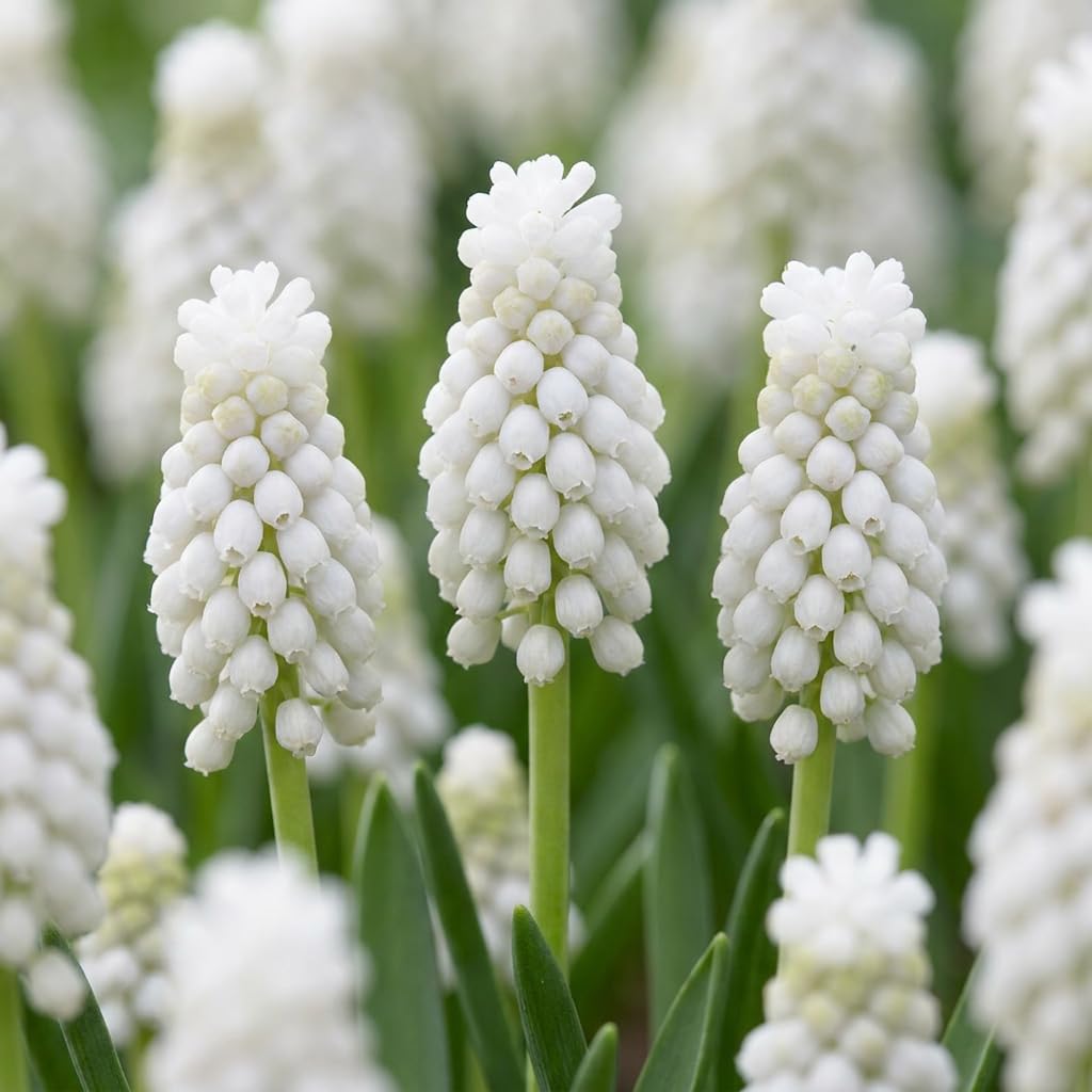 Green boutiQ - 200x Muscari White Magic - Muscari blanc - Blanc - Bulbe naturalisant - Calibre 6/7