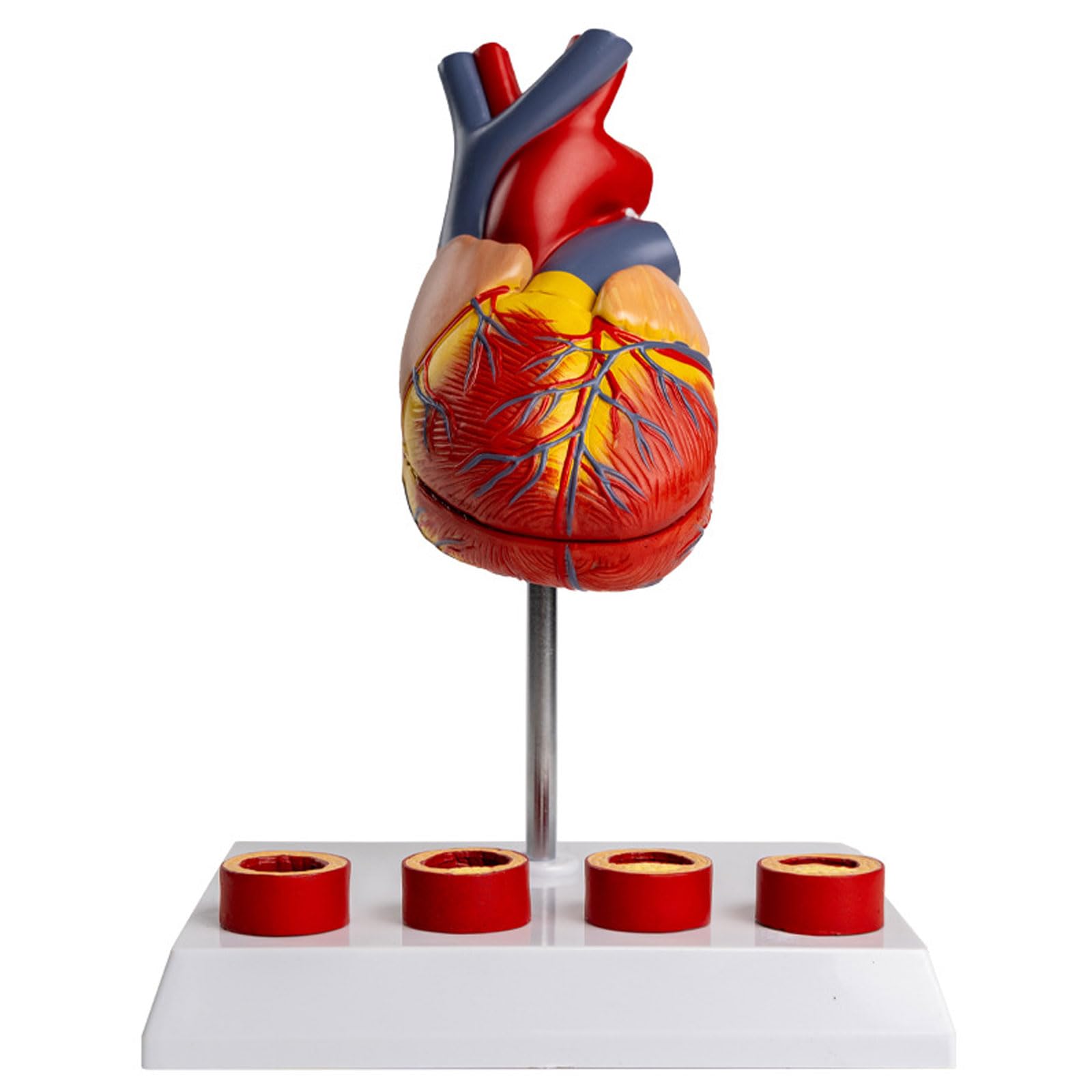 1:1 Ceinture Cardiaque Naturelle Modèle D'anatomie Vasculaire en 4 Étapes Simulation Médicale Matériel D'enseignement Anatomique Amovible