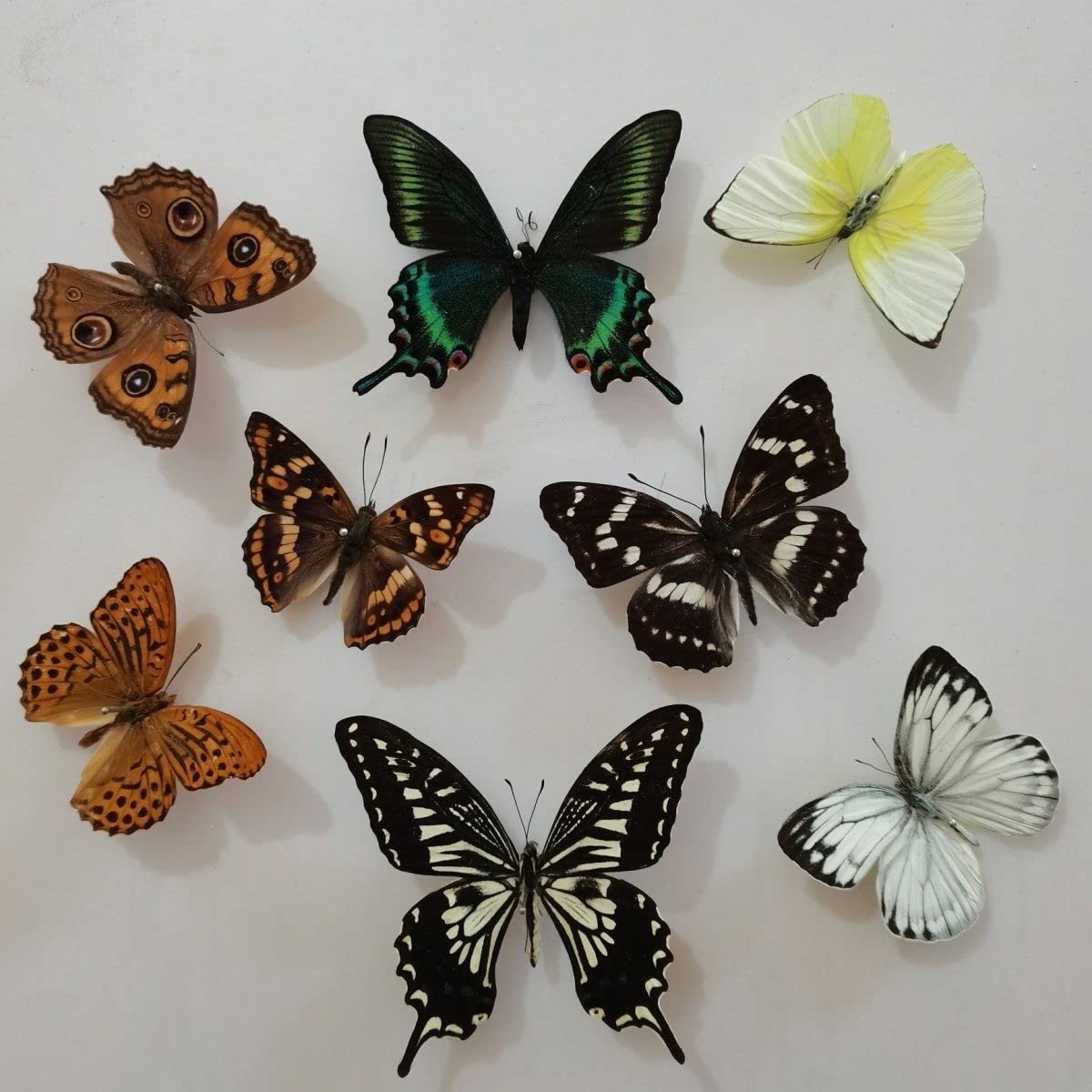 Amazon.com: CEZUIC Natural Mosaic Brightly Colored Taxidermy