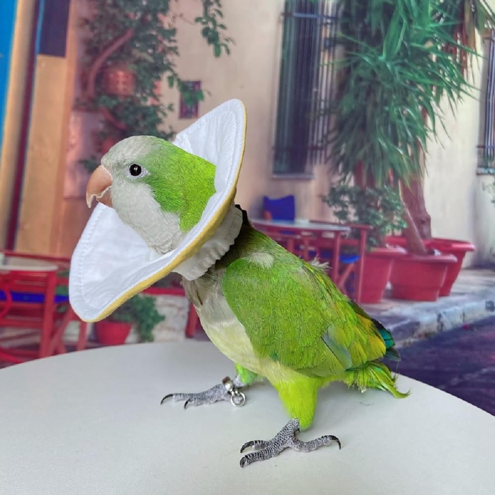 Parrot Neck Collar Pet Anti-bite Picking Feather Healing Protective Neck Cover Collar for Birds (3XL)