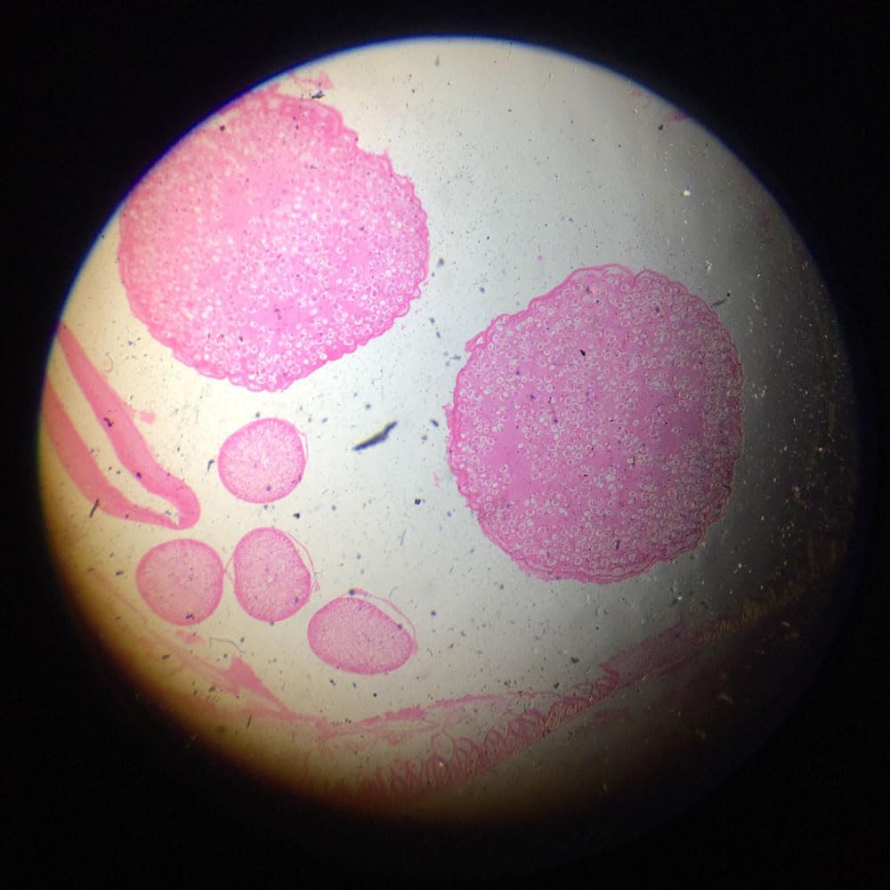 1 Piece Female Ascaris lumbricoides Parasitology Prepared Slides wholesale supplier