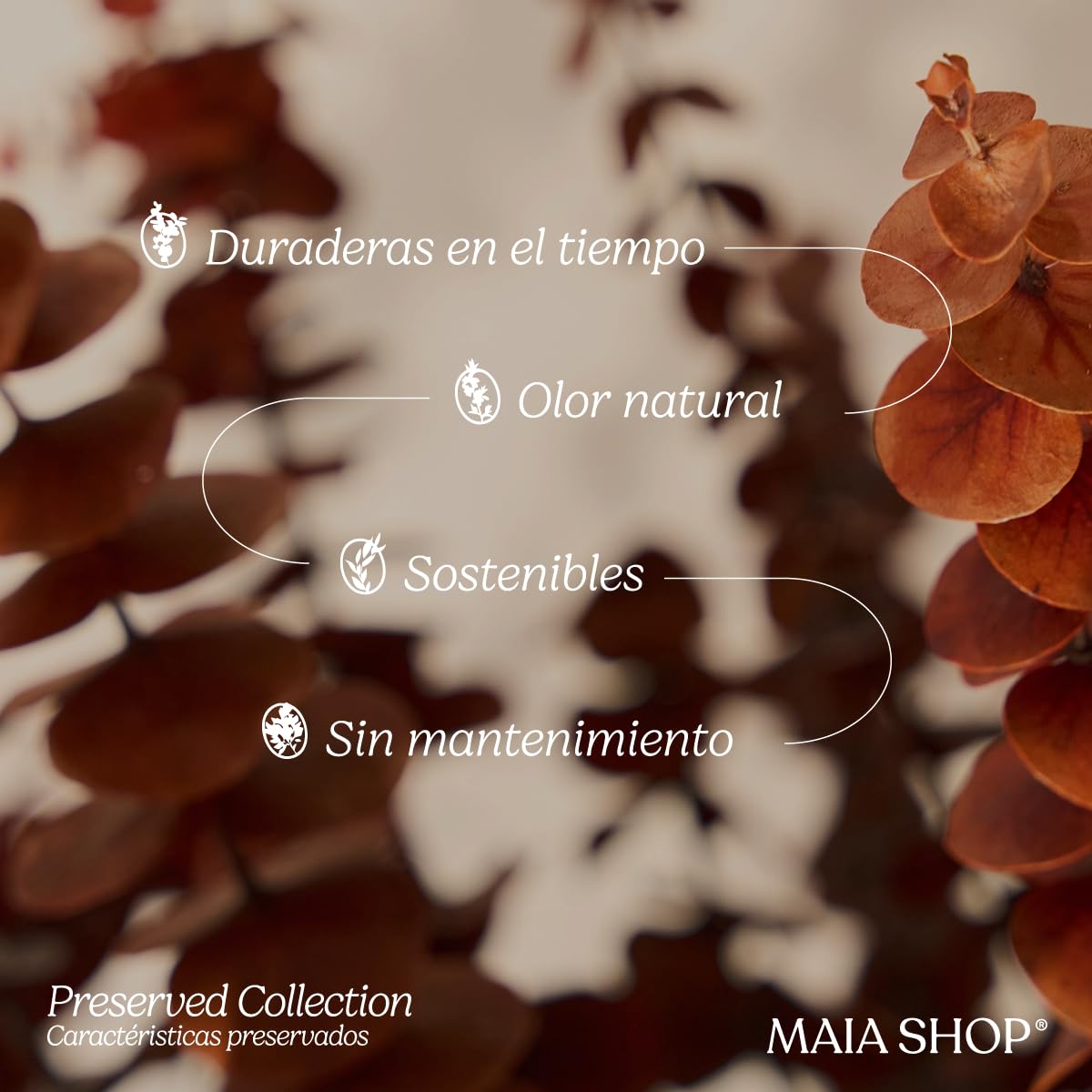 Maia Shop Eucalipto Preservado - Eucalipto Natural, Árbol Eucalipto Preservado Naranja Baby 150 cm con Hojas Secas, Decoración Hogar, Plantas Naturales Interior