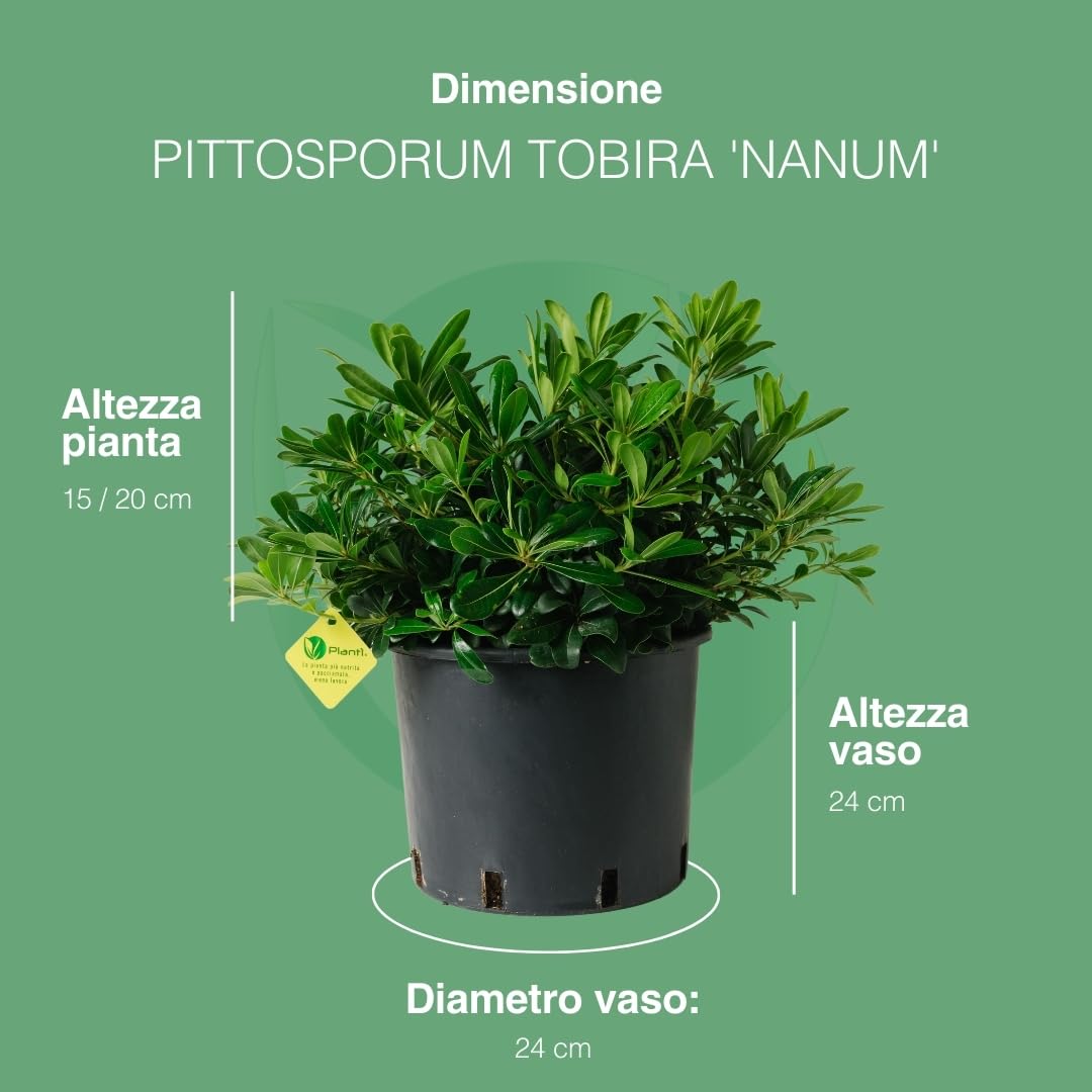 Pittosporum tobira (Nanum Vaso 24cm)