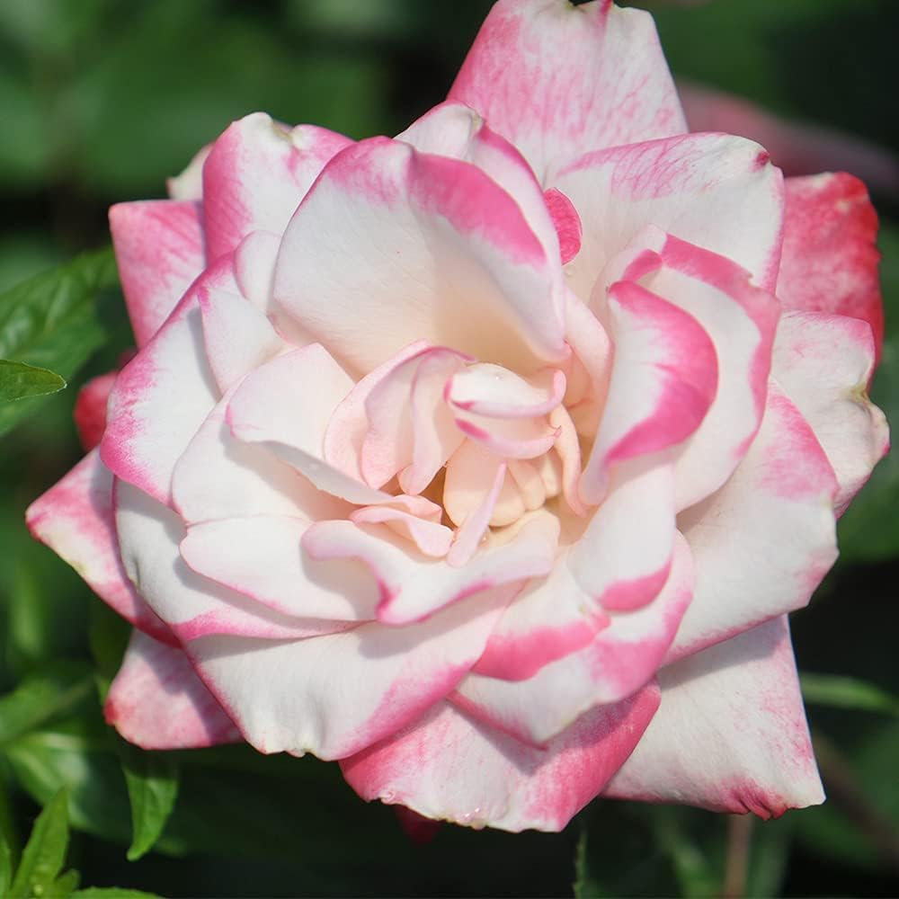 Heirloom Floribunda Roses, Live Own Root Plant for Outdoor Garden, Candy Cane Cocktail™, Lightly Fragrant, Hardiness Zones: 6-9, Repeat Blooming
