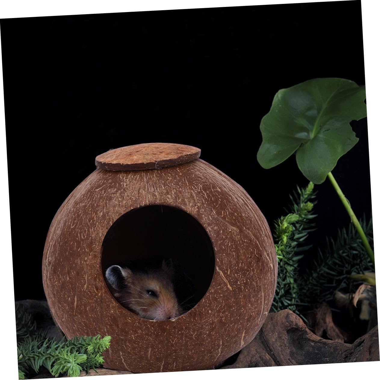 Sosoport 2stücke Poliertes Kokosnussschalen-Nest Für Haustiere Für Vögel Hamster Und Eichhörnchen Mit Basis Für Desktop Langlebig Und Natürlich Perfektes Schlafplatz Für Ihr Tier