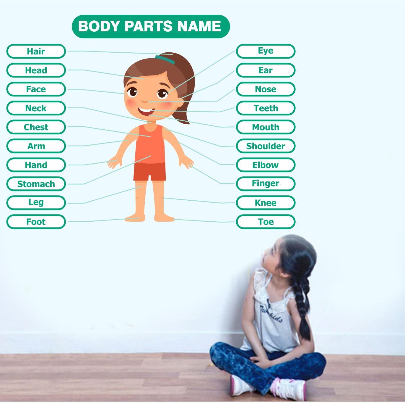 Rangeele Body Parts Name Nursery Kids Wall Sticker (60 cm x15 cmx 40 cm) (B0DBHWTBB4) Amazon Price History, Amazon Price Tracker