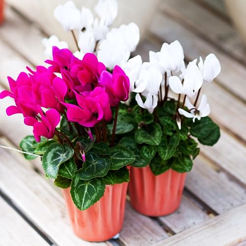 Miniatura 4 de White Cyclamen Plant Live, Planta de flor de ciclamen vivo, maceta de 4 inc