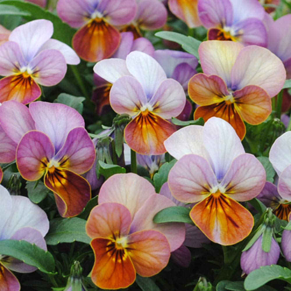 Amazon | ビオラ ハートカクテル ビッツ系 ポット苗 3個セット Amazon | ビオラ ハートカクテル ビッツ系 ポット苗 3個セット