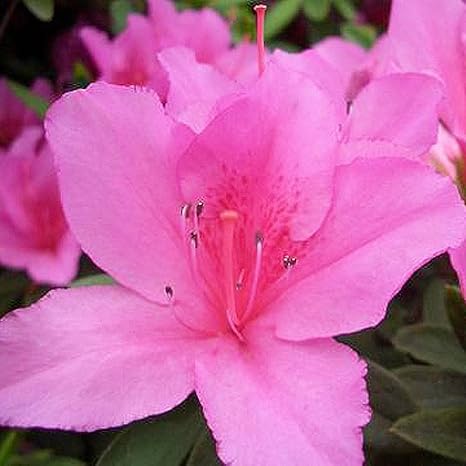 Amazon ツツジ 平戸ツツジ 大紫 4号ポット つつじ 苗 庭木 常緑樹 グランドカバー 低木 花