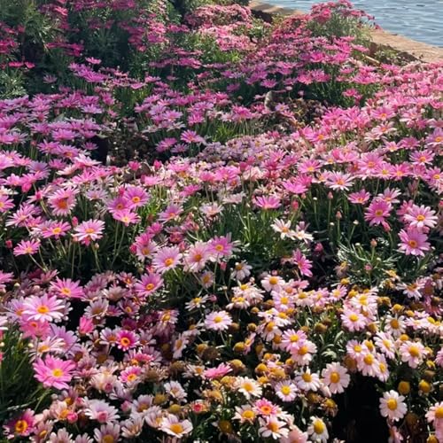 semillas de margarita perenne resistente - semillas para balcones de camas elevadas semillas de margarita bonsái de interior semillas de invernadero para balcón, semillas de pradera 400pcs