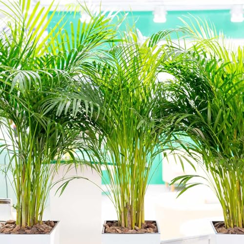 American Plant Exchange Areca Palm – Live 4-Inch 3-Pack, Easy-Care Tropical Houseplants with Lush Green Fronds, Air-Purifying Indoor Plants for Home, Office, Apartments & Small Space Décor