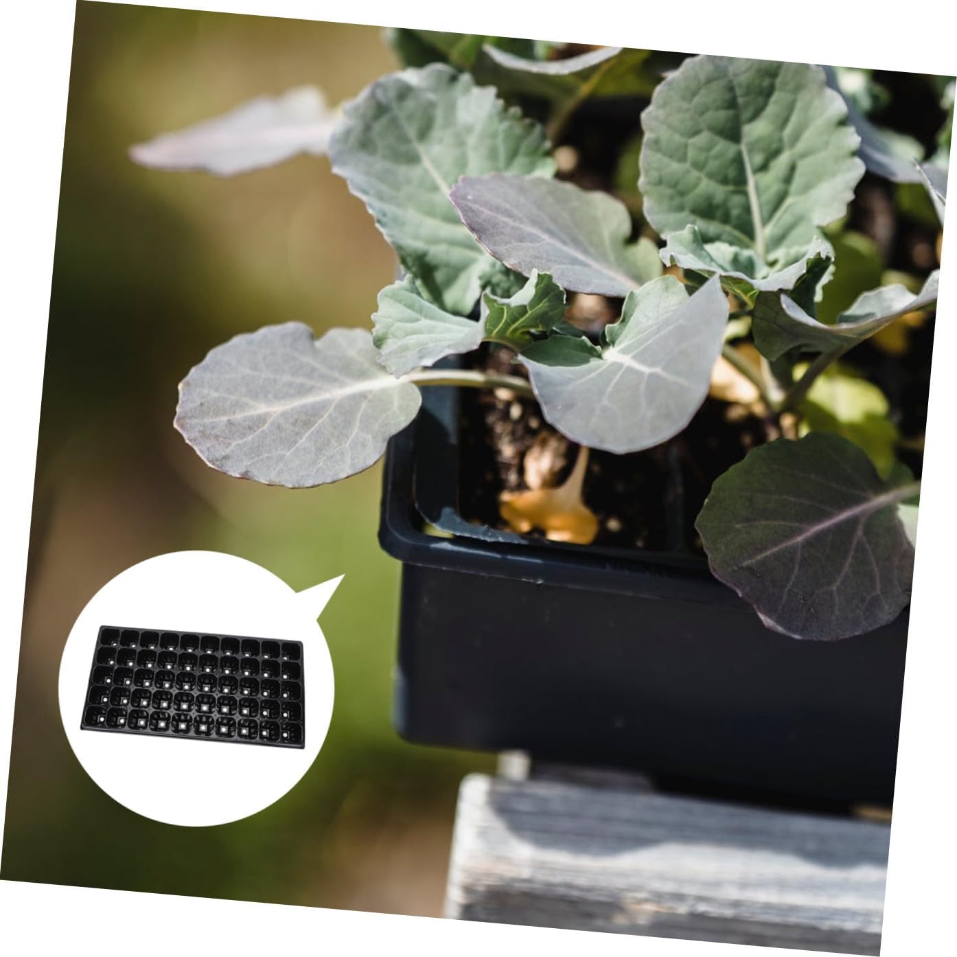 jojofuny 10pcs Thickened Germination Trays Plant Starter Nursery Plates 50-Cell Plastic Vegetable Planting Boxes for Seed Starting and Indoor Gardening