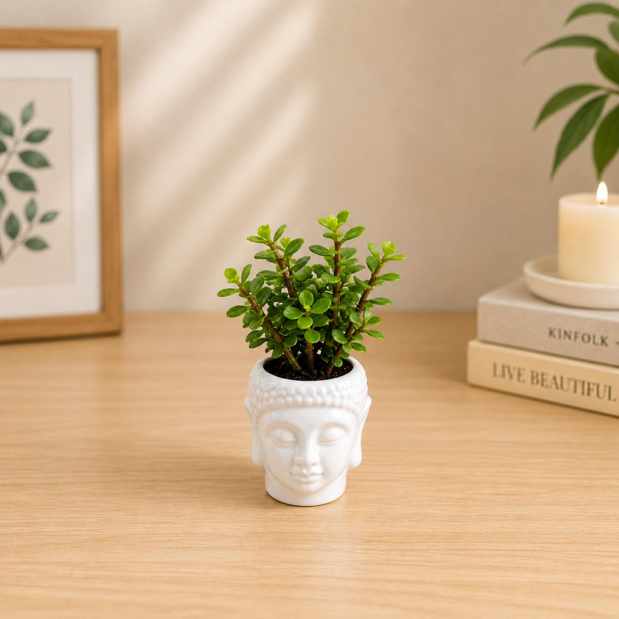 FNP Live Jade Plant with Buddha Ceramic Pot | Lucky Indoor Succulent Plant for Home Décor, Office Desk, Air Purification & Gifting-image-47