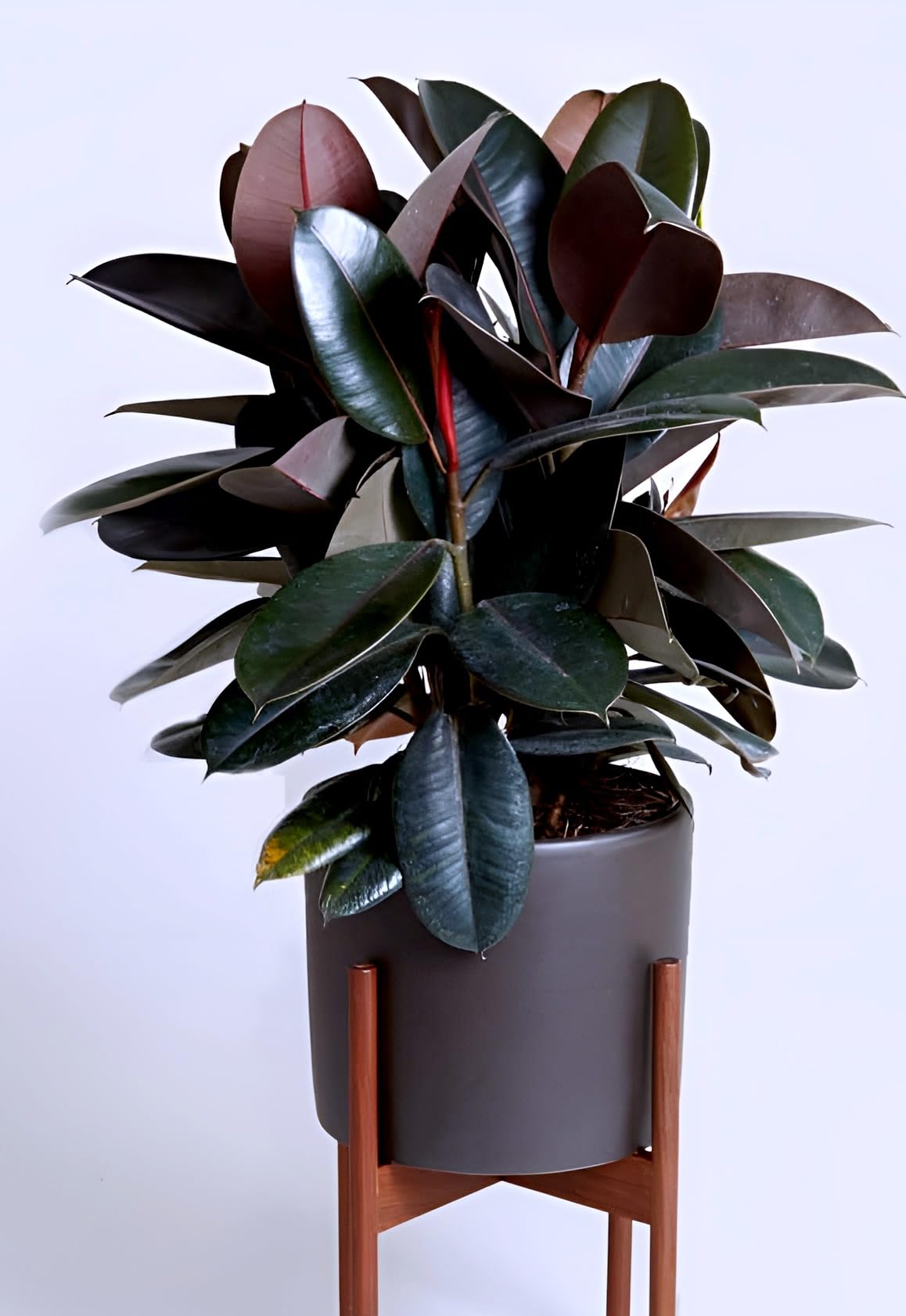 Rubber Plant Live Indoor Ficus Elastica | Stylish Broad-Leaf Air Purifying Plant for Home, Office, Living Room, Bedroom & Workspace | Easy Care Indoor Plant | Fresh Healthy Plant