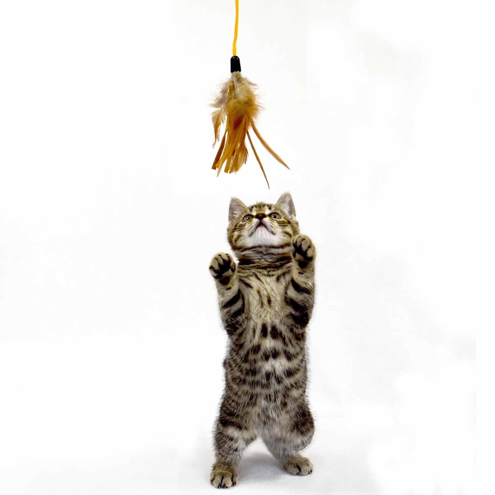 2 Pcs Cat Toy Scratching Ball Training Interactive Toy for Kitten Pet Cat Supplies Feather Toy Cat Toys Interactive