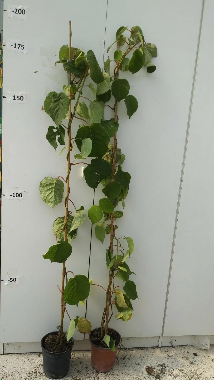 PIANTA DA FRUTTO KIWI AUTOFERTILE in vaso 20 età 2/3 anni (foto reali)