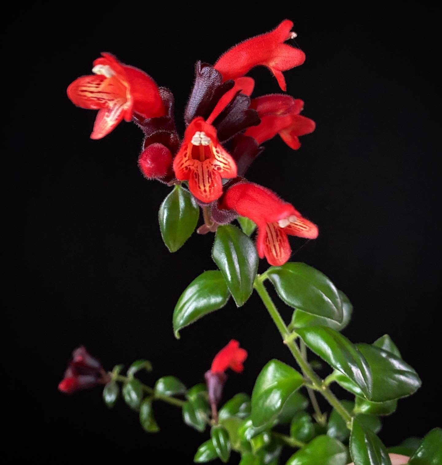 Ashokavanam Mona lisa Lipstick small Plant (Aeschynanthus radicans) (B0BGDQLPPH) Amazon Price History, Amazon Price Tracker