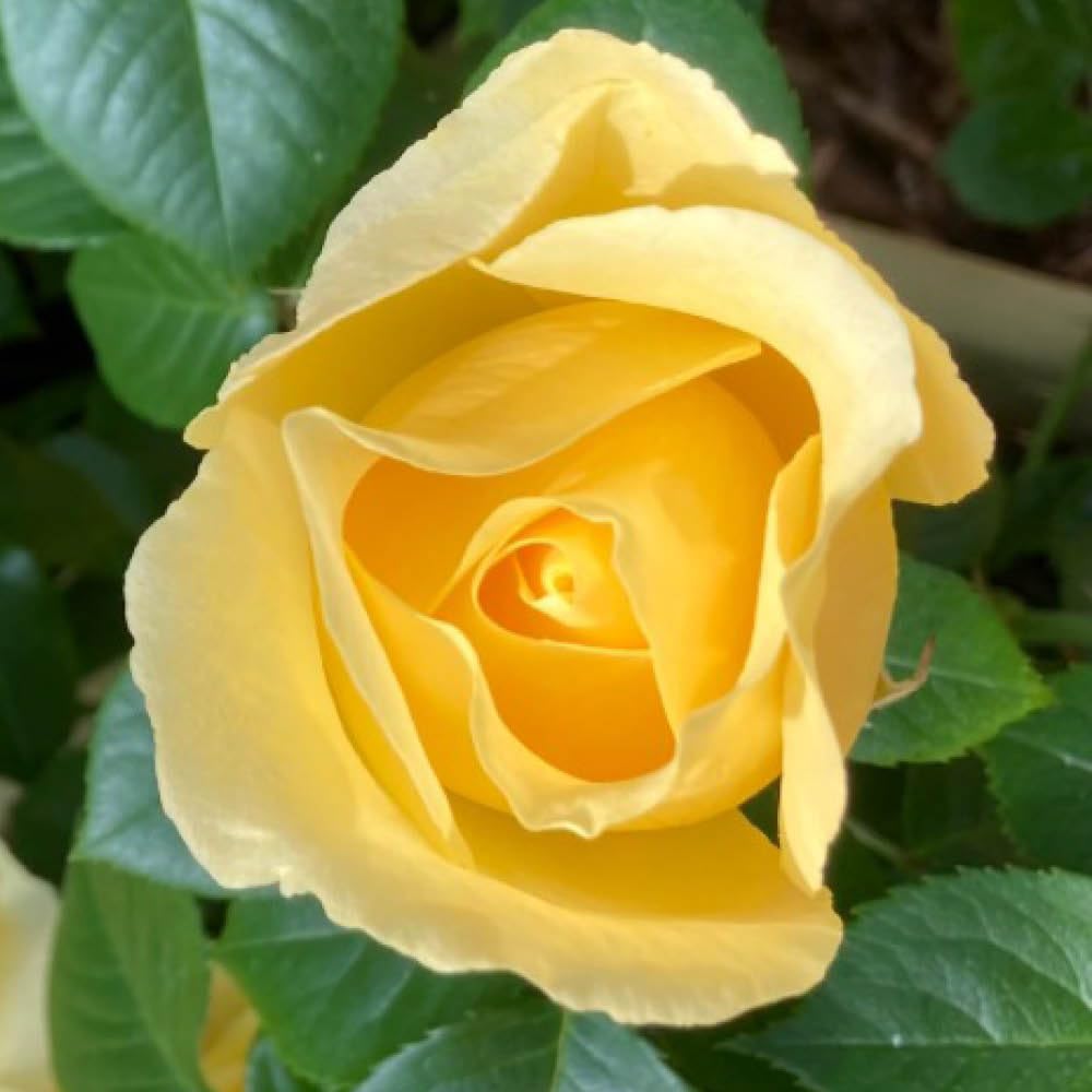 Yougarden Yellow Harkness 'Fab At 65' ® Birthday Rose, 1 X 4 Litre Potted, Scented Garden Gift Rose