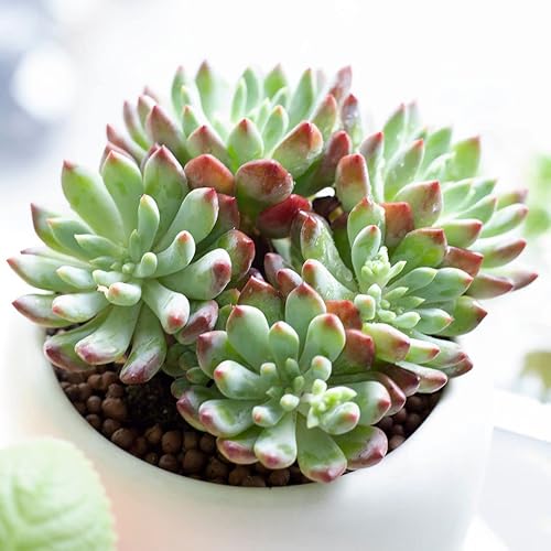Miniatura 5 de Echeveria Sedeveria Blue Elf 2 pulgadas  Suculenta saludable Echeveria Live Easy Care planta interior de casa, totalmente arraigada en tamaños de