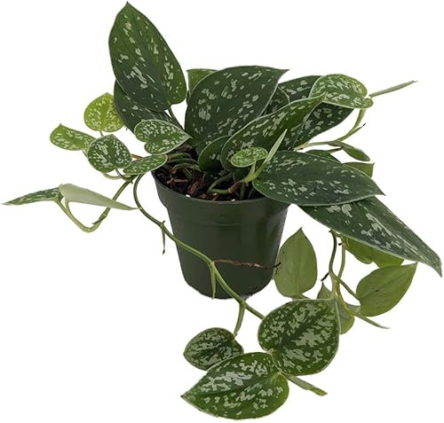 Rare Silver Cloud Philodendron - Scindapsus pictus - FÁCIL - Maceta de 4 pulgadas - Coleccionista